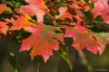 Oktober, Herfst Oisterwijkse Vennen en Plassen